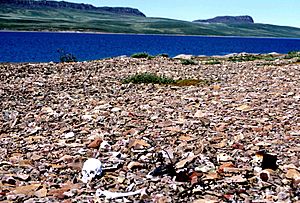 Bathurst Inlet + 1998-07-11