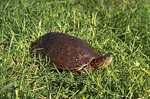 Big bend slider turtle.jpg