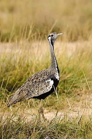 Black-bellied bustard.jpg