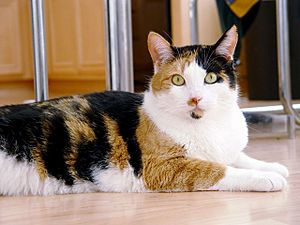 Calico cat - Phoebe