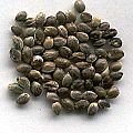 CannabisSeeds