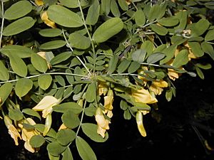 Caragana arborescens.jpg