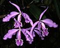 Cattleya maxima Orchi 01