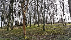 Chanctonbury Ring interior