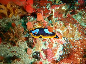 Chromodoris westraliensis PC259734.JPG