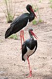 Ciconia nigra -Kruger National Park-8.jpg