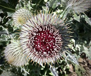 Cirsium occidentale var. compactum