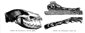 Cynogaleskull