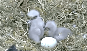 Decorah eaglets, 2011