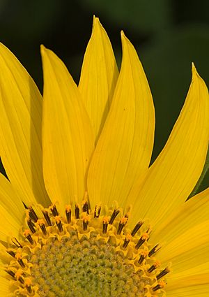 DeltoidBalsamroot1.jpg