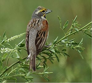 Dickcissel