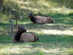 Elk in Lone Elk Park