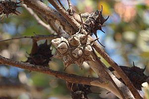 Eucalyptus-20070325-014