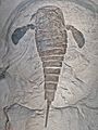 Eurypterus remipes 001