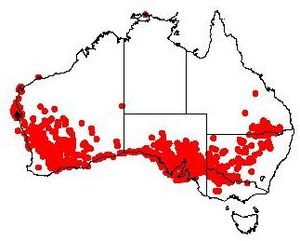 Exocarpos aphyllus DistMap1.jpg