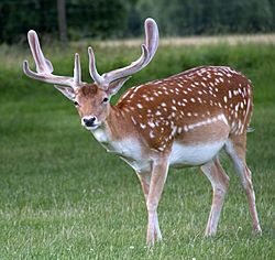 Fallow Deer (5863147572)