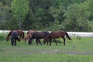 Feralhorses