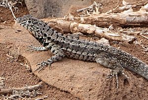 Galápagos Lava Lizard 01 (crop).jpg