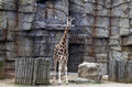 Giraffe at Lincoln Park Zoo, Chicago, Illinois LCCN2011634195