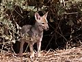 Golden jackal cub