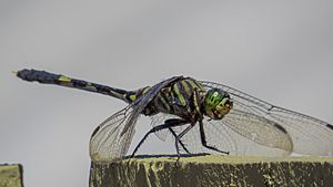 Green Skimmer (17249184676).jpg