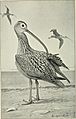 Handbook of birds of the western United States, including the great plains, great basin, Pacific slope, and lower Rio Grande valley (1904) (14568956967)