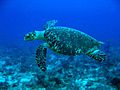 Hawksbill Turtle