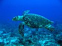 Hawksbill Turtle.jpg