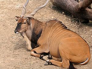 Houston Giant Eland