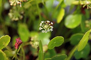 Hydrocotyle bonariensis 4zz