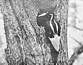 Ivory-billed Woodpecker