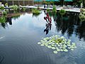 Koi pond at United States National Arboretum A - Stierch