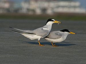 Least Tern (Sternula antillarum) RWD1.jpg