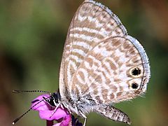 Leptotes marina-ventral