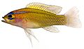 Lipogramma trilineatum, Adult (Threeline Basslet).jpg