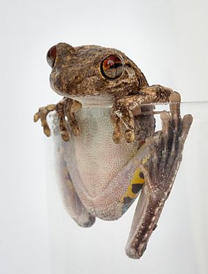 Litoria rothii.jpg