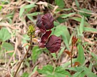 Macroptilium atropurpureum flowers