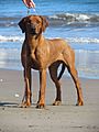 Male Rhodesian ridgeback IMG 6800