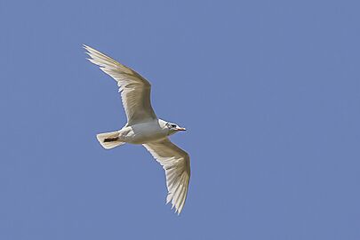 Mediterranean gull (Ichthyaetus melanocephalus) non breeding in flight Vadu