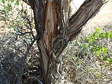 Melaleuca scalena (bark)