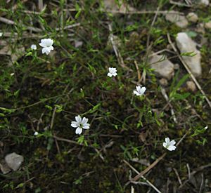 Minuartia patula.jpg