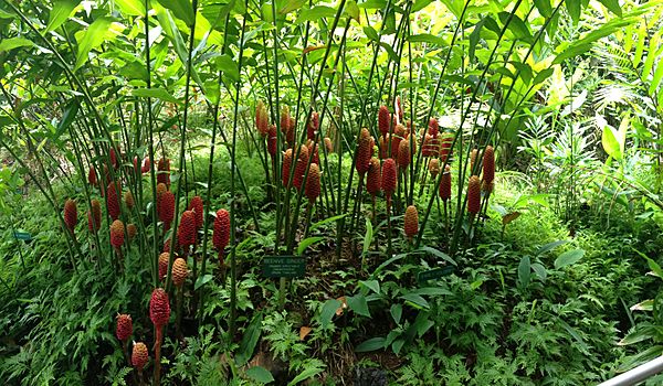 Native Red Ginger