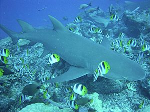 Negaprion acutidens polynesia