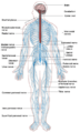 Nervous system diagram