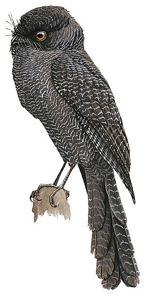 New Caledonian Owlet-Nightjar by Del Hoyo (1992)