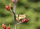 New Zealand Bellbird