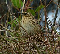 NilgiriPipit1