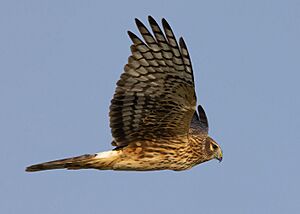 Northern harrier in flight-1930.jpg