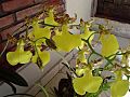 Oncidium splendidum0