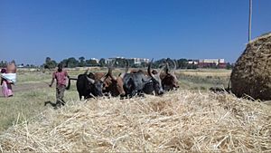 Oxen threshing in Tigray, Ethiopia